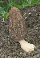 Image of Black Morel