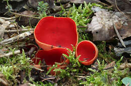 Image of scarlet cup