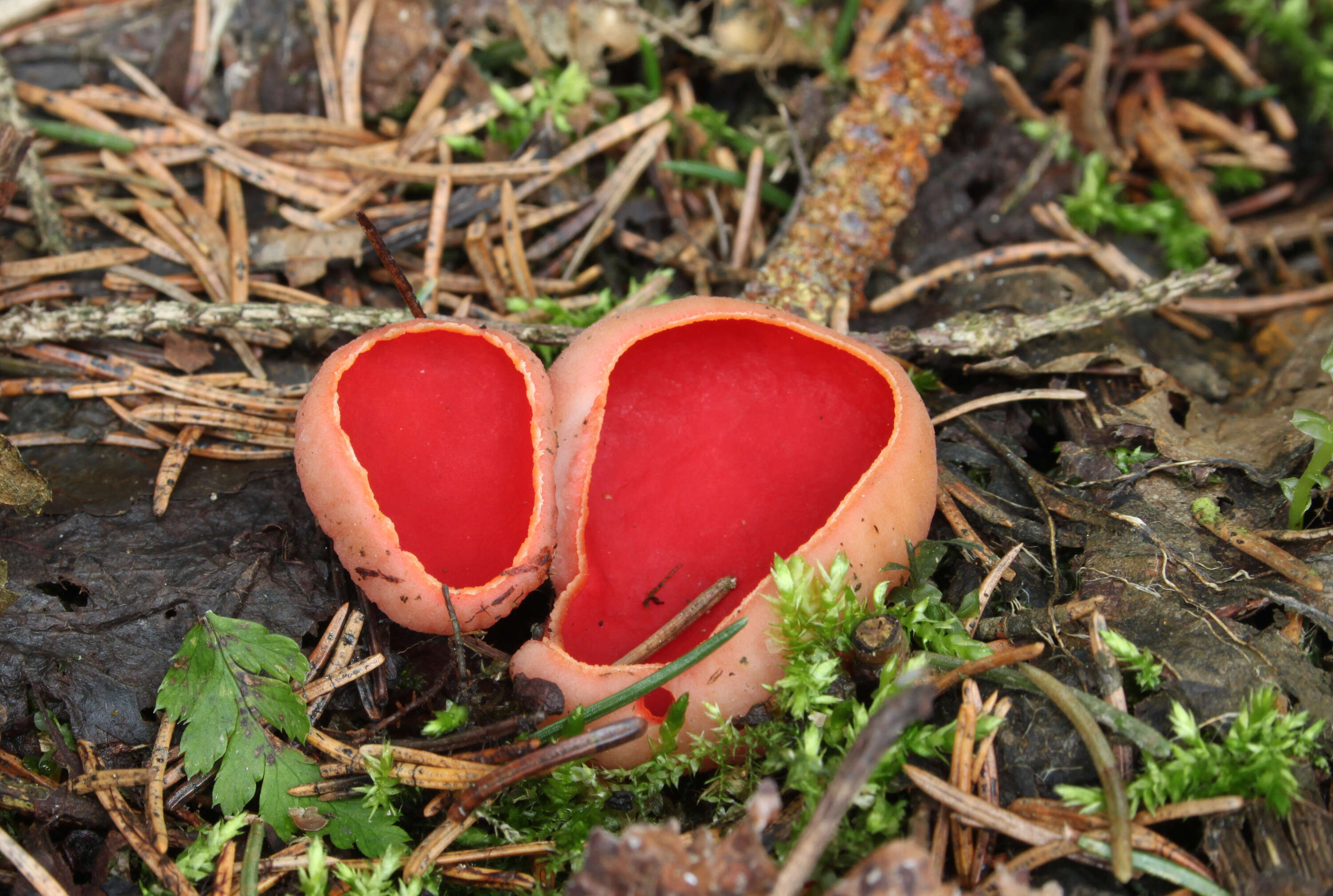 Image of scarlet cup