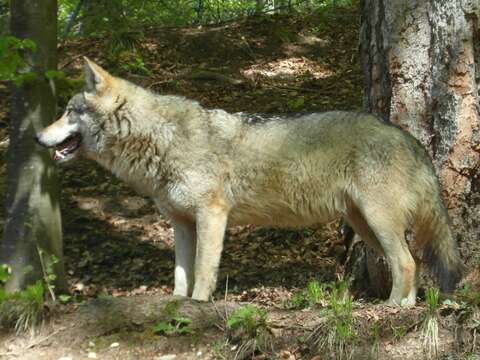 Imagem de Canis lupus italicus