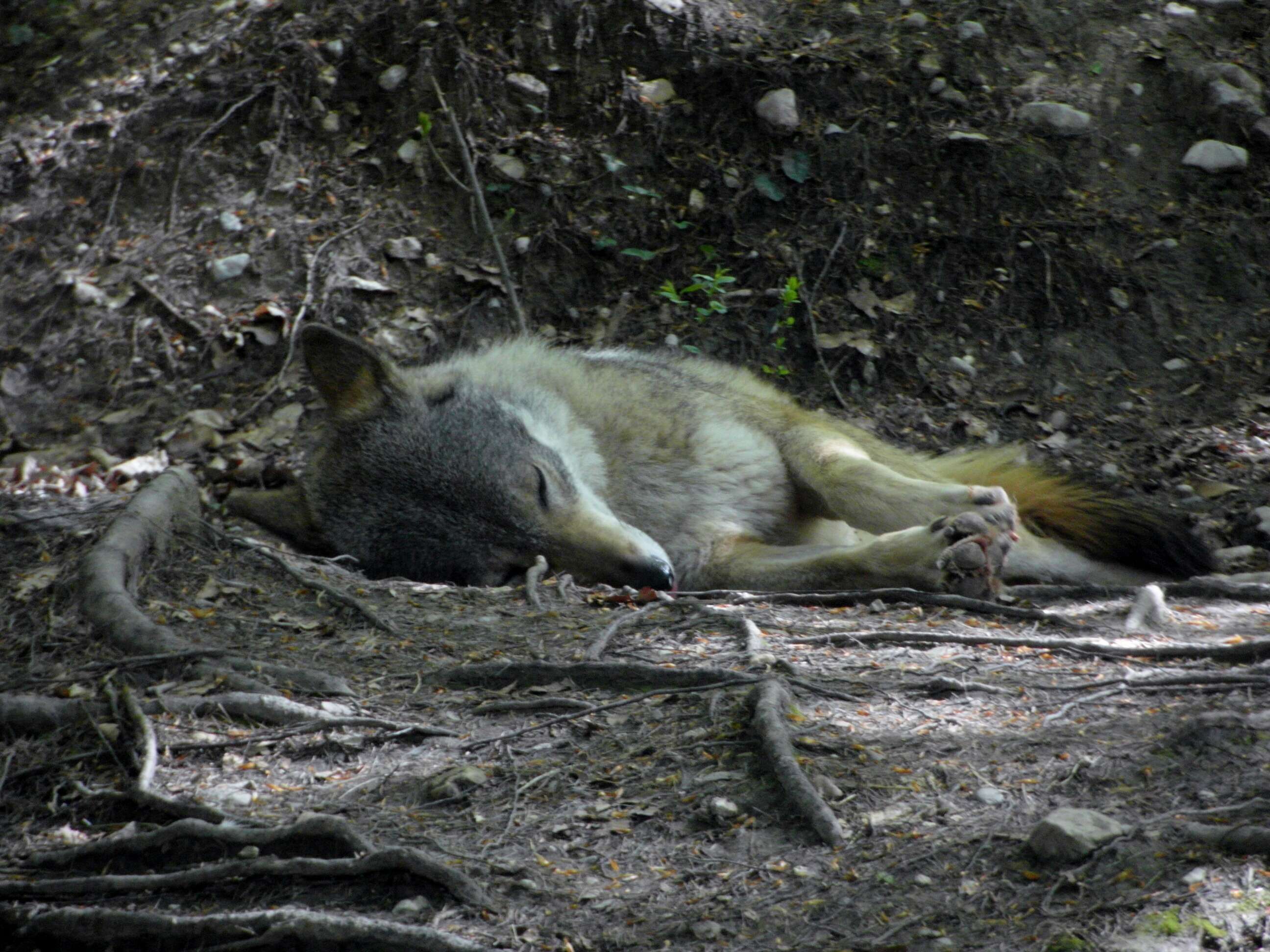 Imagem de Canis lupus italicus