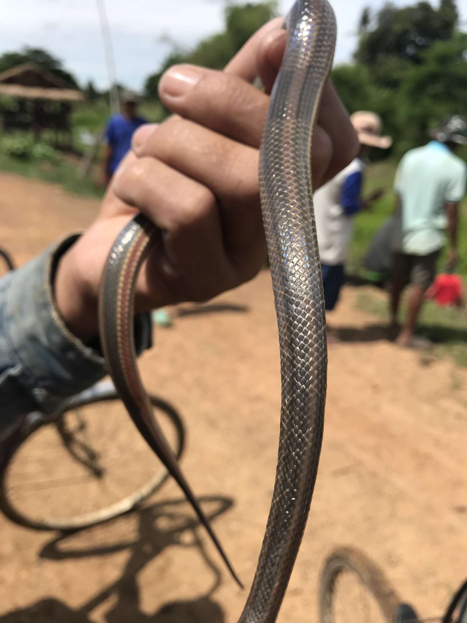 Image of Rainbow Mud Snake