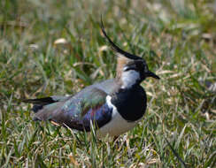 Image of Lapwing