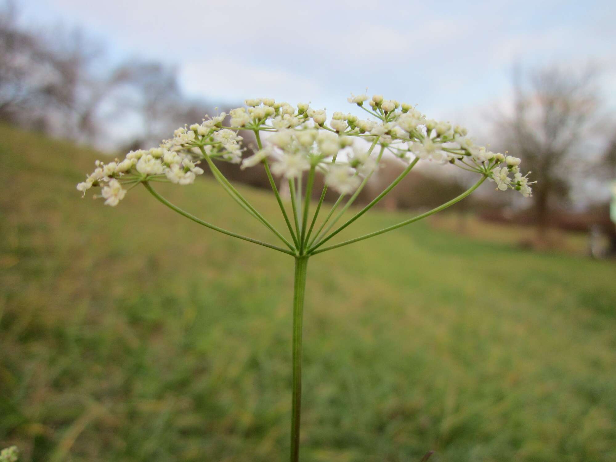 Image of burnet saxifrage