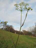 Image of burnet saxifrage