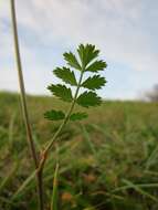 Image of burnet saxifrage