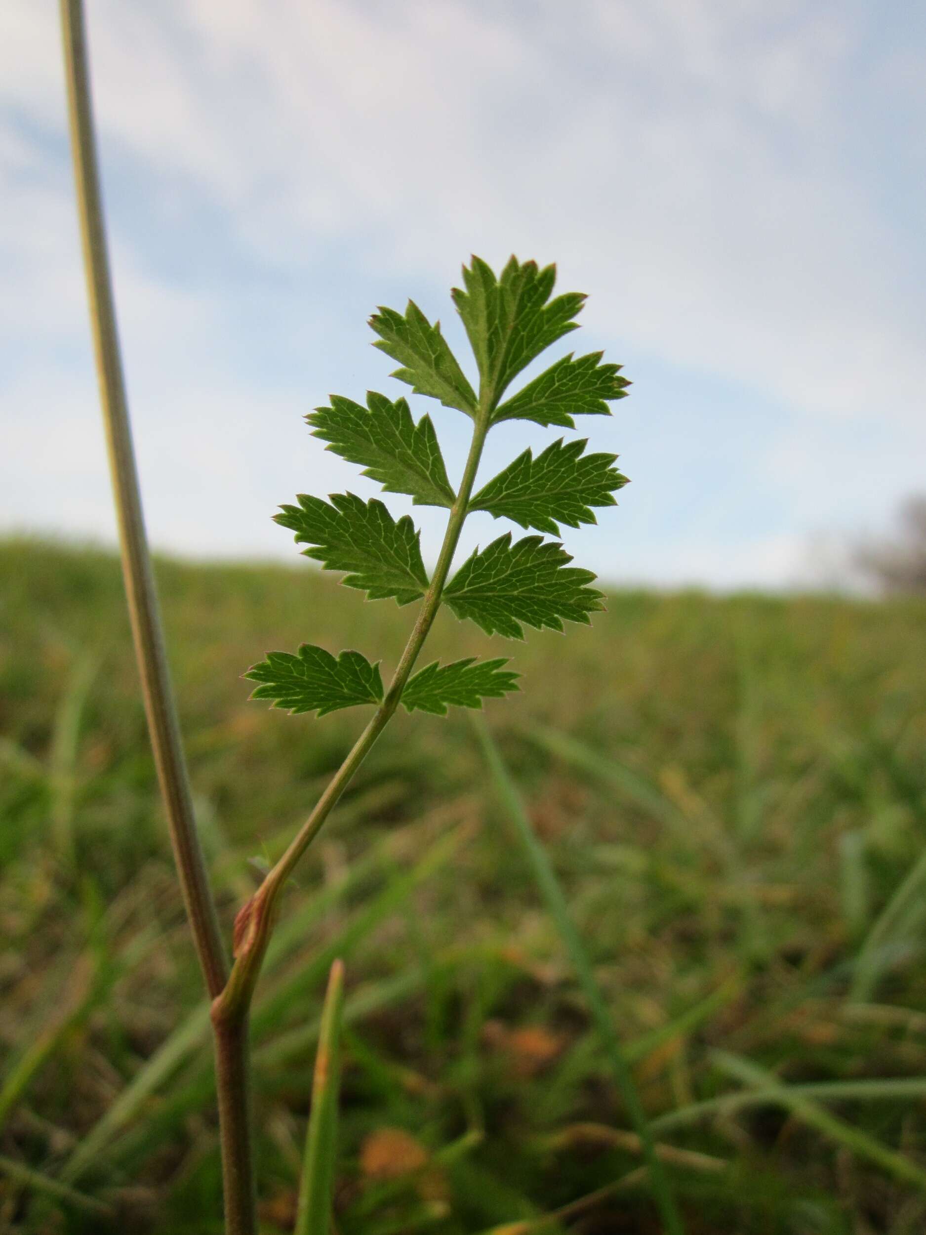 Image of burnet saxifrage