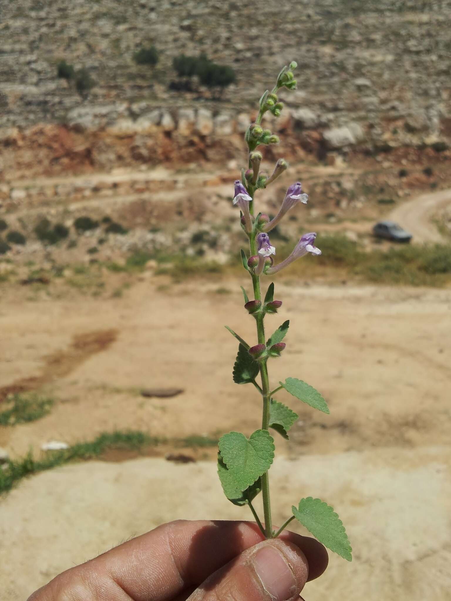 Image de Scutellaria brevibracteata Stapf