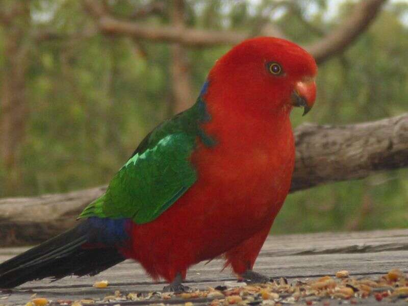 Image of Australian King Parrot