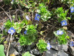 Image of birdeye speedwell