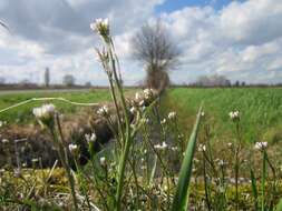 Image of hairy bittercress