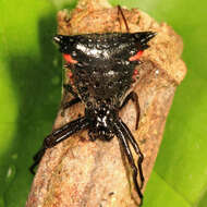 Image of Micrathena triangularis (C. L. Koch 1836)