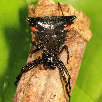 Image of Micrathena triangularis (C. L. Koch 1836)