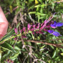 Imagem de Salvia pteroura Briq.