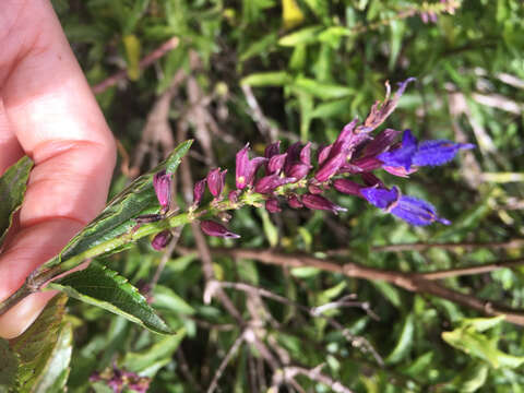 Imagem de Salvia pteroura Briq.