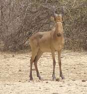 Image de Alcelaphus buselaphus major (Blyth 1869)