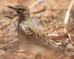 Image of Large-billed Lark