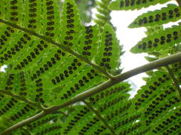 Image of Dryopteris goldieana