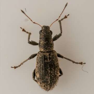 Polydrusus (Scythodrusus) inustus Germar 1824 resmi