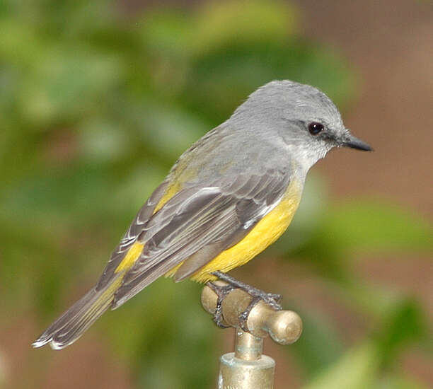 Image of Grey-breasted Robin