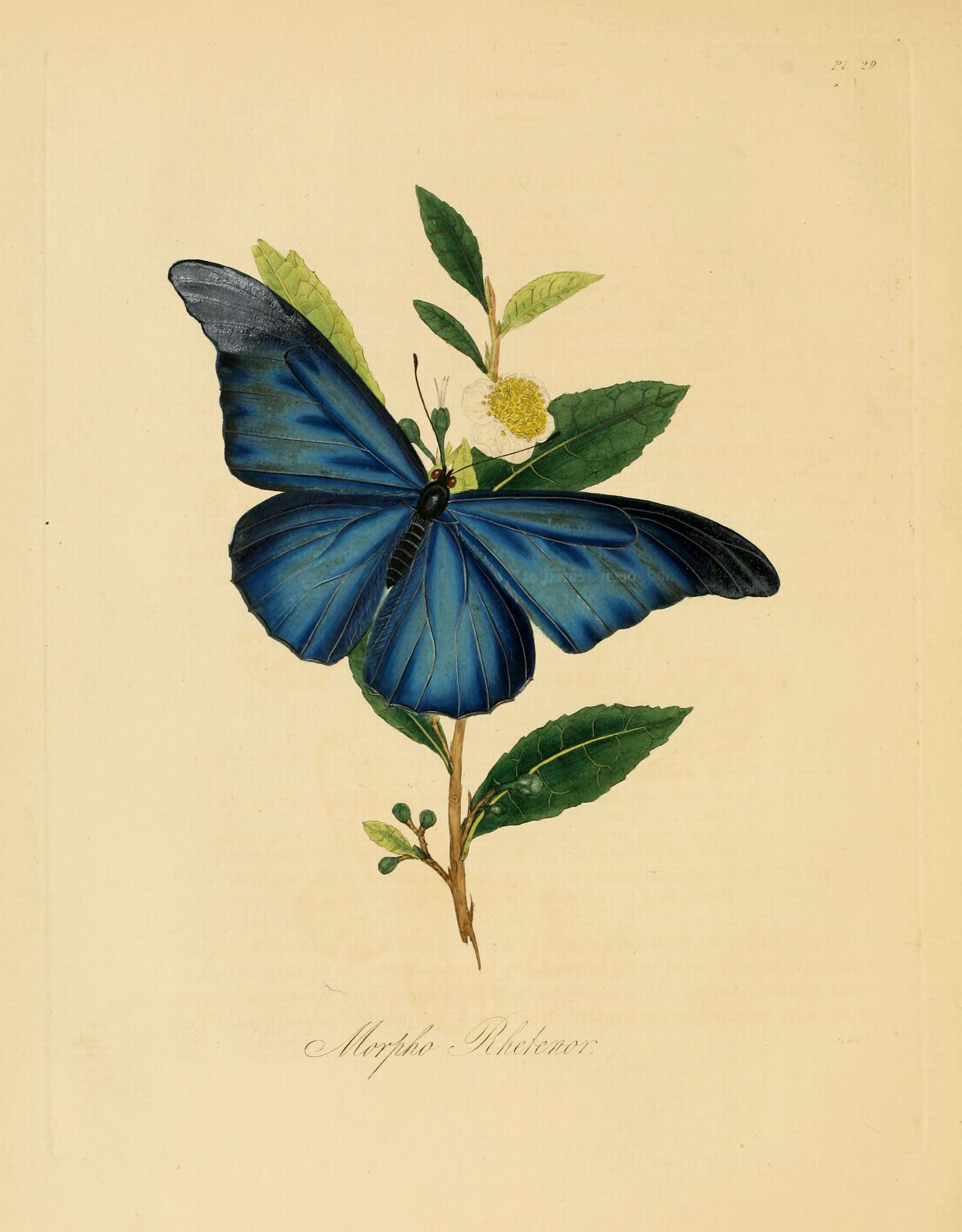 Imagem de Morpho rhetenor Cramer 1775