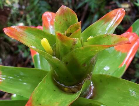 Image of Guzmania gloriosa (André) André ex Mez