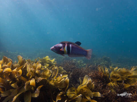 Image of Eastern king wrasse