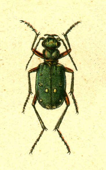 Image of Green tiger beetle