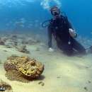 Image of Estuarine stonefish