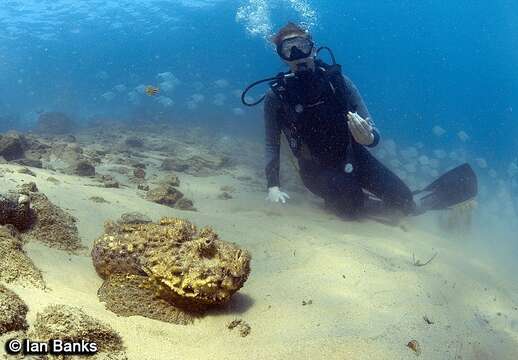 Image of Estuarine stonefish