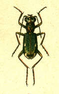 Image of Cliff tiger beetle