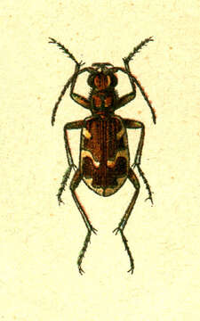 Image of Northern dune tiger beetle