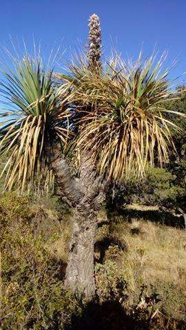 Image of Nolina parviflora (Kunth) Hemsl.