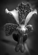 Image of Orchid