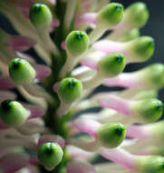 Image of Dendrobium smillieae F. Muell.