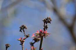 Image of Euphorbia calcarata (Schltdl.) V. W. Steinm.