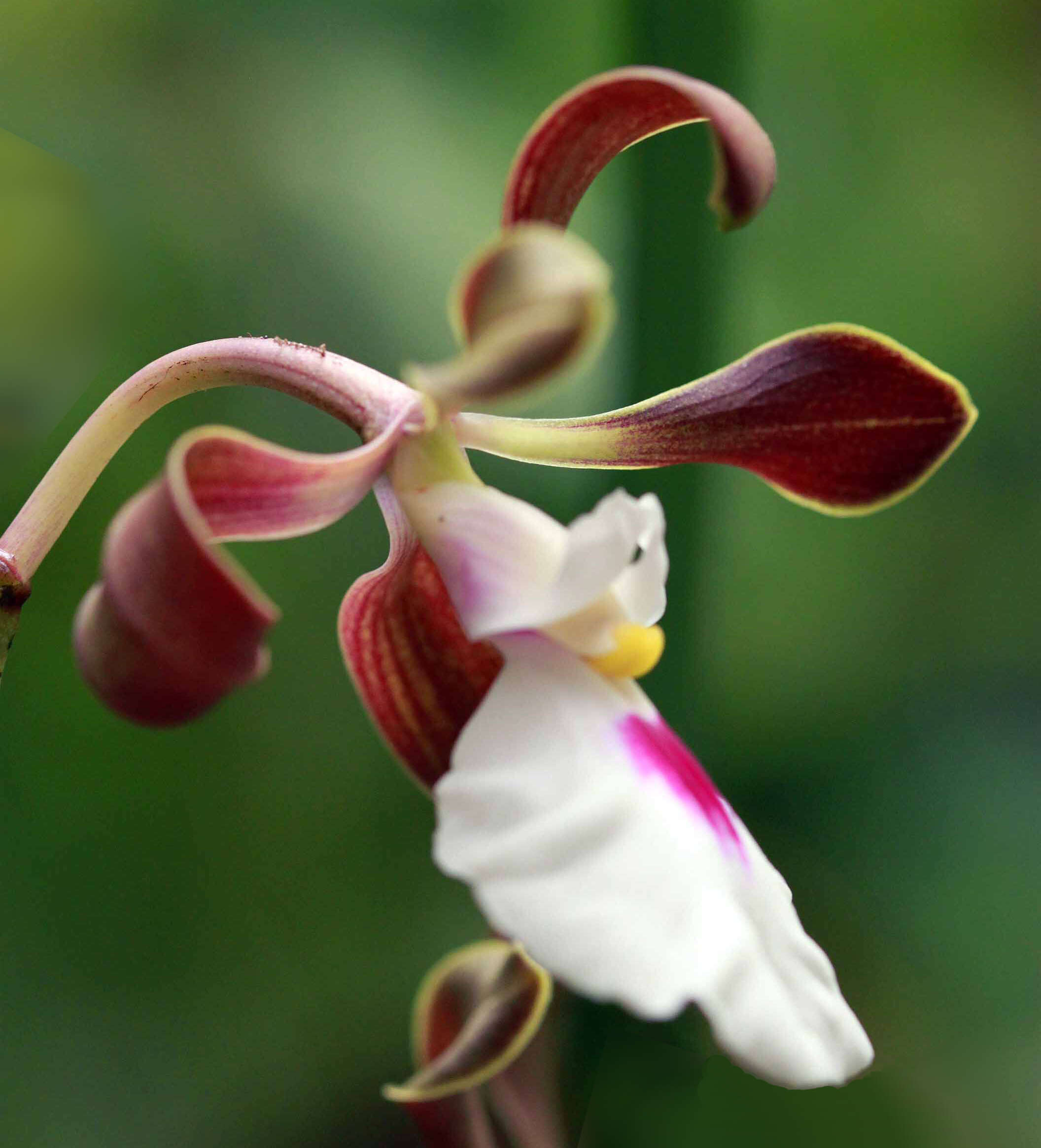 Image of Encyclia cordigera (Kunth) Dressler