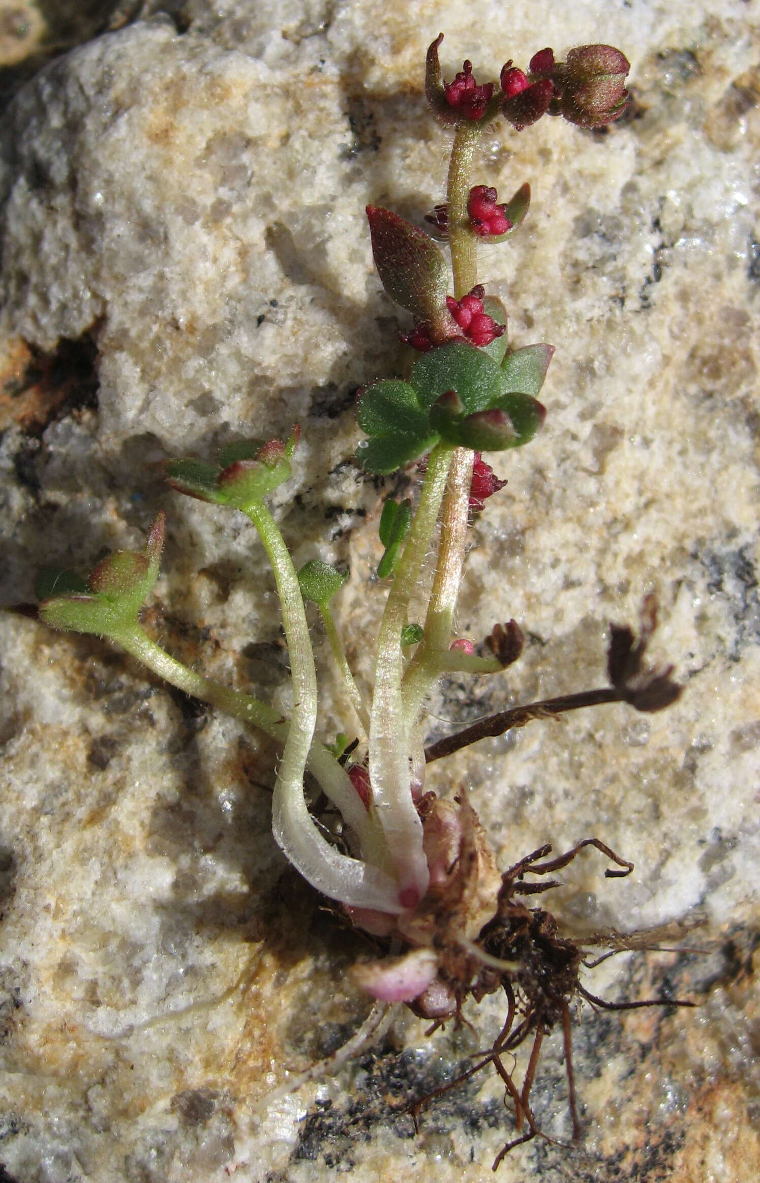 Plancia ëd Saxifraga cernua L.