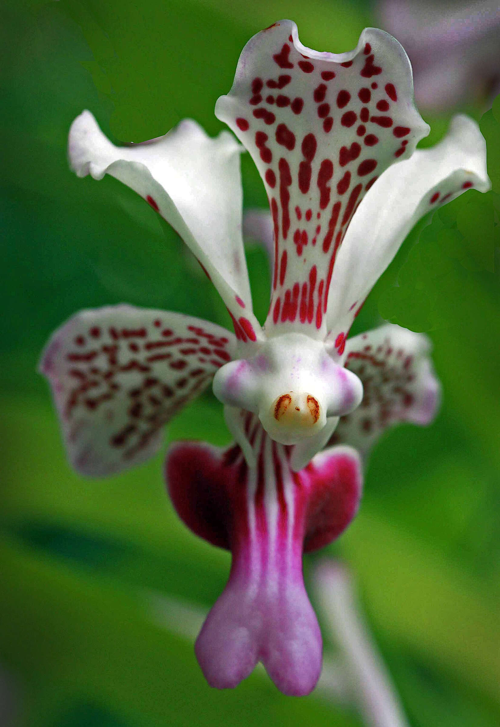 Image of Orchid