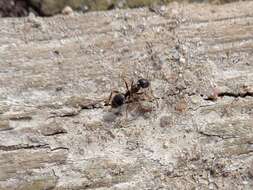 Image of Small black ant