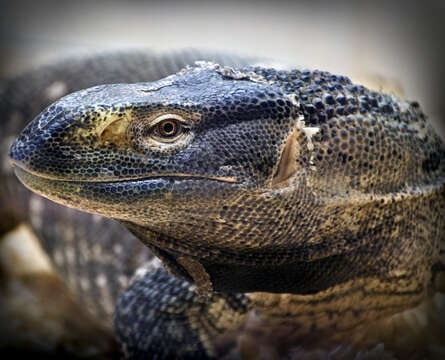 Image of Savannah Monitor