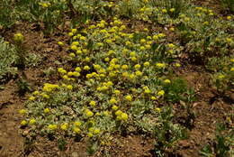 Image of Jaynes Canyon buckwheat