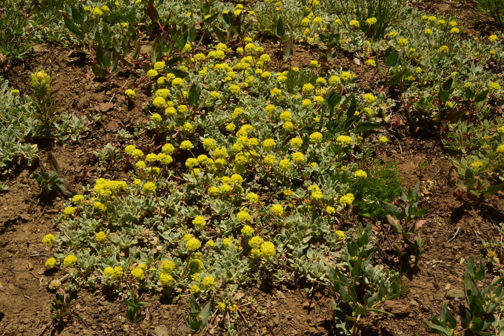 Слика од Eriogonum diclinum Reveal