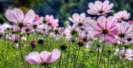 Image of garden cosmos