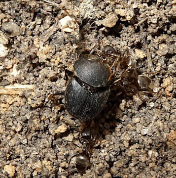 Слика од Onthophagus (Palaeonthophagus) ovatus (Linnaeus 1767)