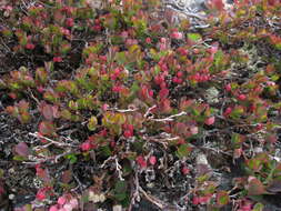 Image of alpine bilberry