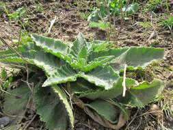 Image of Great Mullein