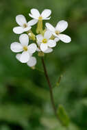 Image of Mouse-ear Cress