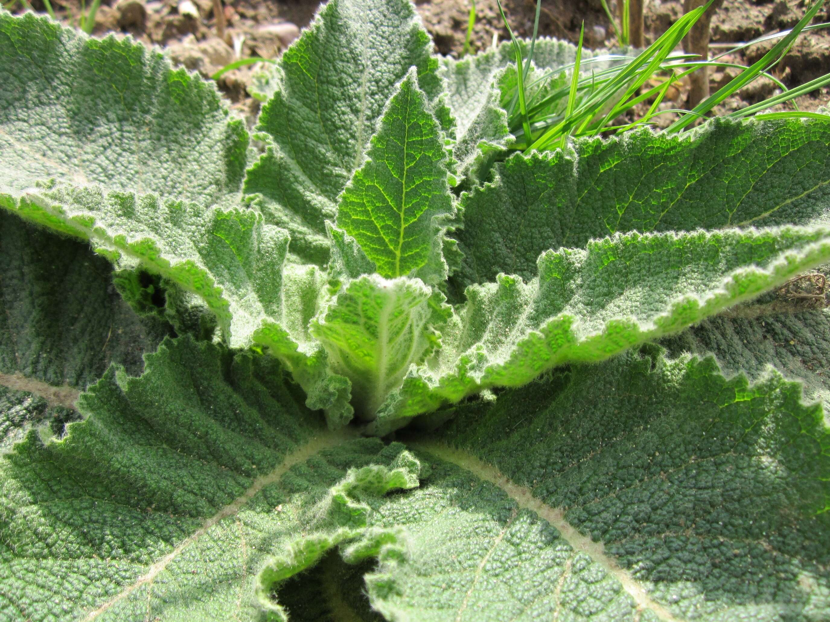 Image of Great Mullein