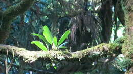 Bulbophyllum pectinatum Finet的圖片